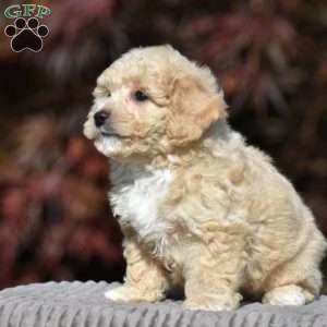 Lincoln, Bich-Poo Puppy